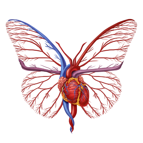 Cardio Butterfly Coin